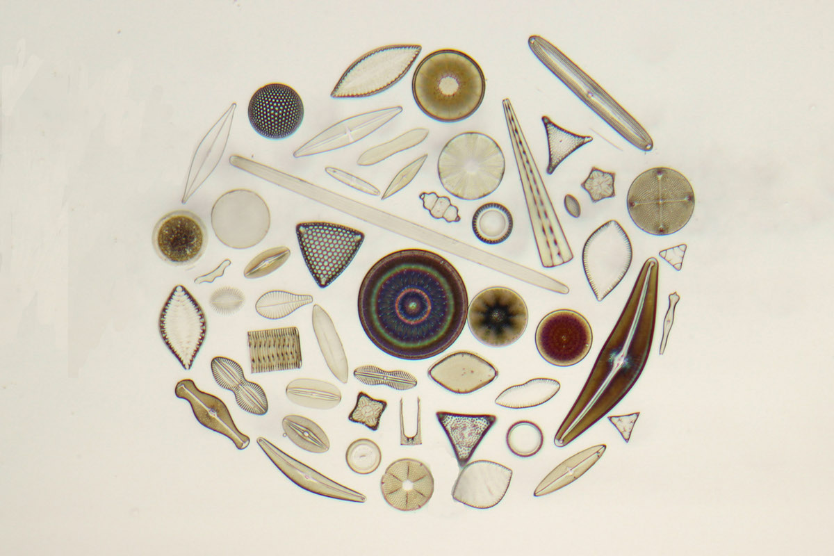 Diatoms Circle 50 forms by Klaus Kemp. Diameter cirkel = 0,6 mm.